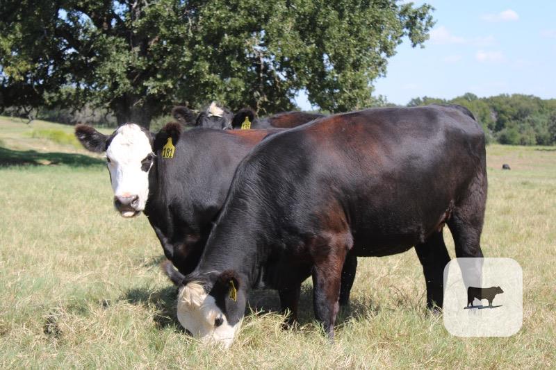 Cattle Range Listing Photo