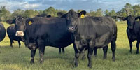 25 Angus, Brangus & Crossbred Cows w/ 8+ Calves... Northern FL