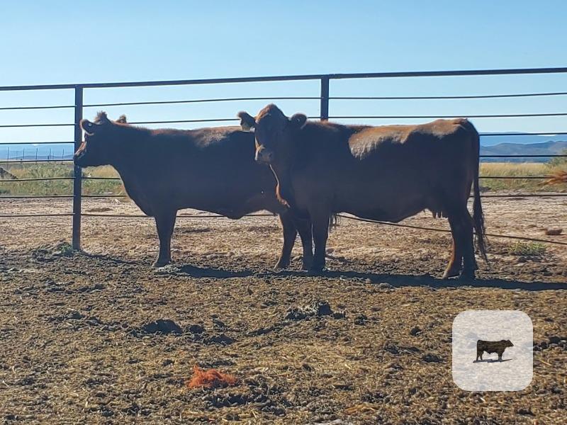 Cattle Range Listing Photo 2