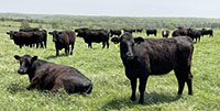 40 Angus Open Cows... Southwest MO