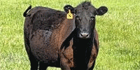 250 Angus Cows... Northeast OK