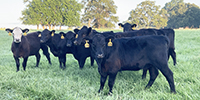 63 Angus & BWF Rep. Heifers... Southwest MO