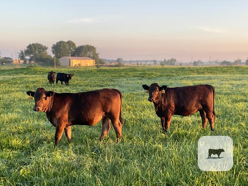 Cattle Range Listing Photo
