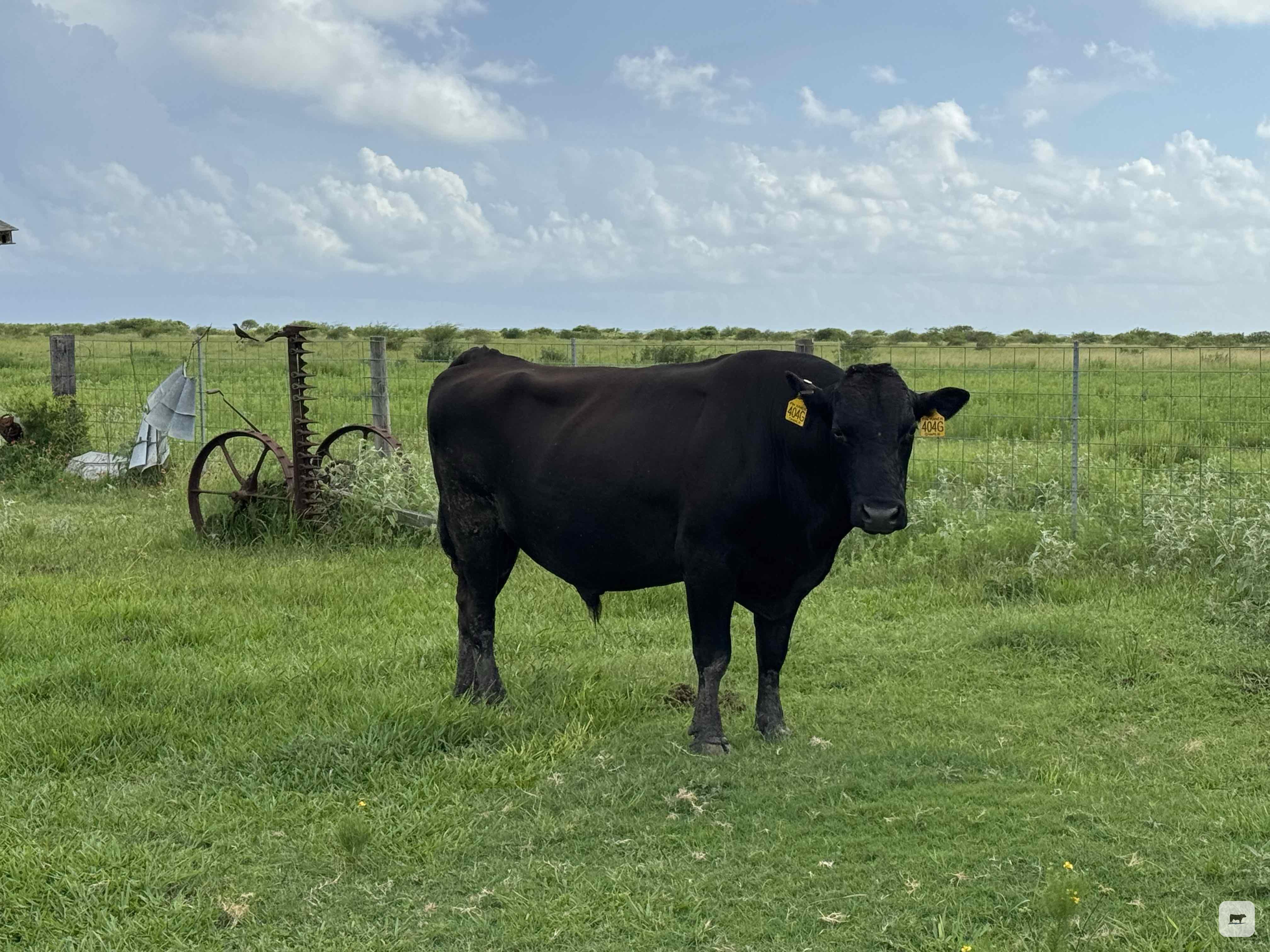Cattle Range Listing Photo