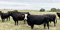 40 Angus & BMF Cows... Southwest MO