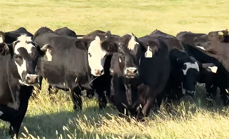 What’s Next for Cattle and Beef Markets?