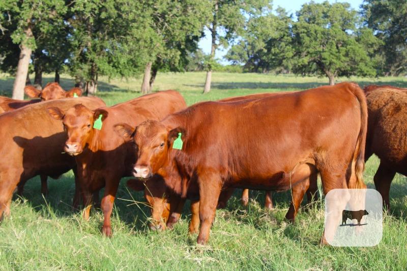 Cattle Range Listing Photo