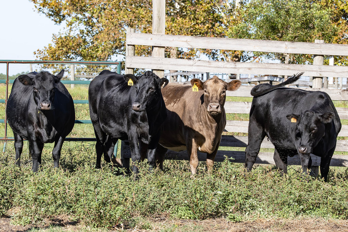 Cattle Range Listing Photo