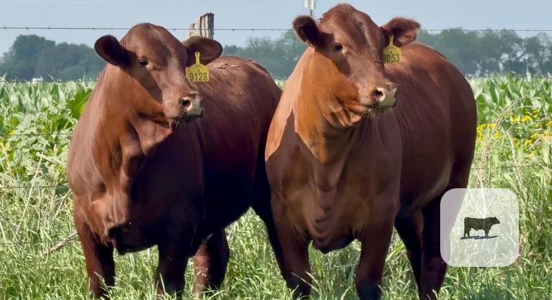 Cattle Range Listing Photo