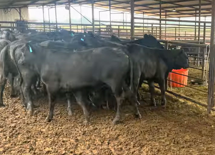 Cattle Range Listing Photo