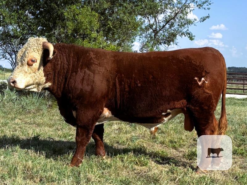 Cattle Range Listing Photo