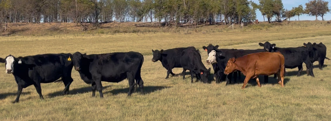 Cattle Range Listing Photo