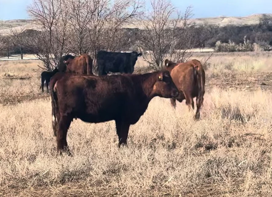Cattle Range Listing Photo