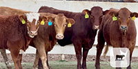 4 Beefmaster & Beefmaster Cross Bred Rep. Heifers... Central TX