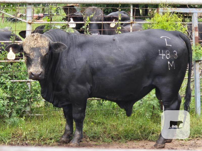 Cattle Range Listing Photo