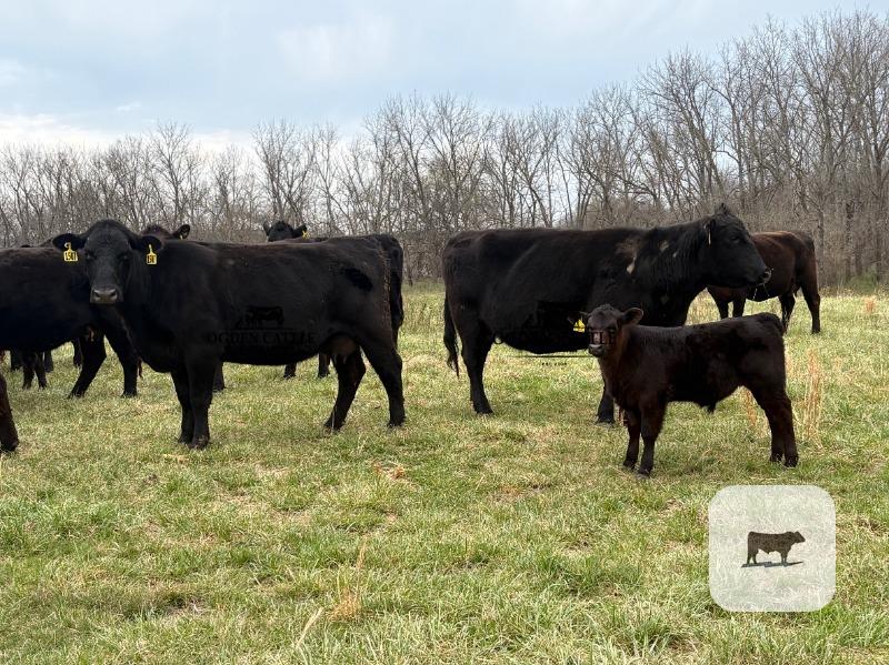 Cattle Range Listing Photo