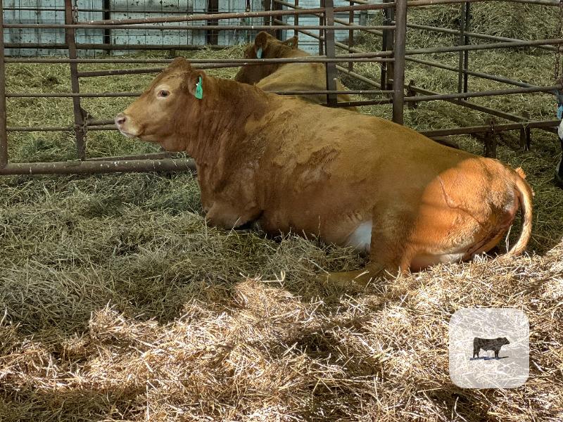 Cattle Range Listing Photo