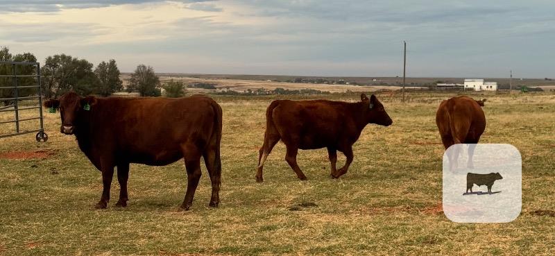 Cattle Range Listing Photo 4