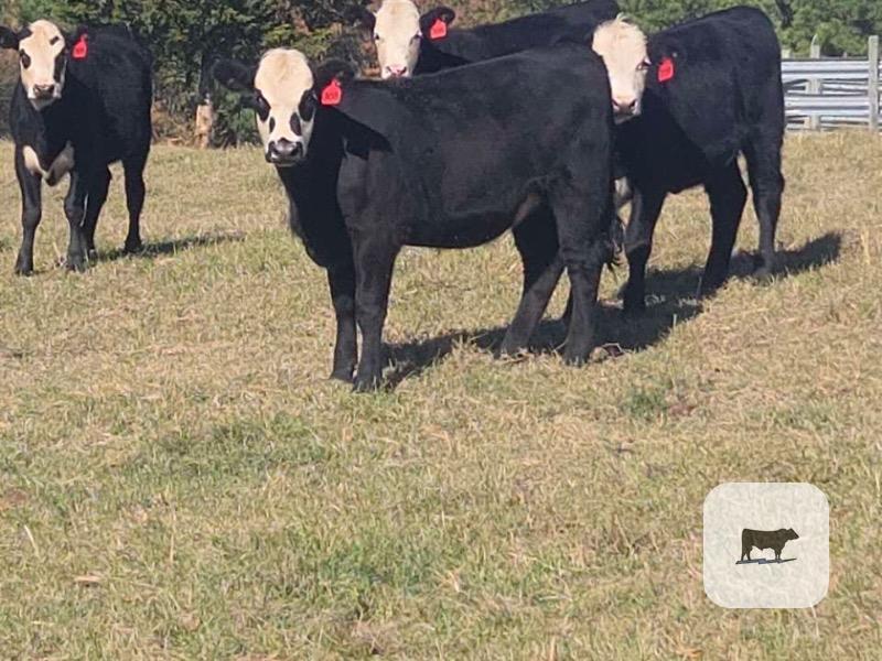 Cattle Range Listing Photo 2