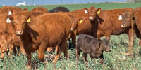 42 Red Angus & Angus 1st-Calf Pairs... TX Panhandle