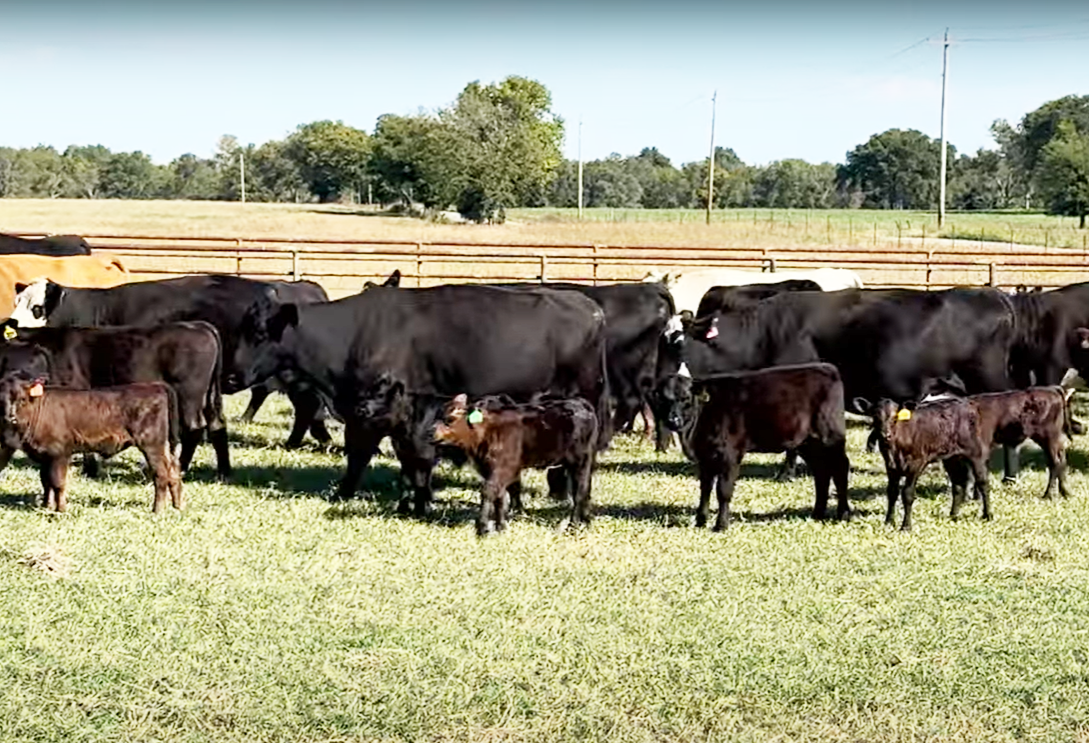 Cattle Range Listing Photo