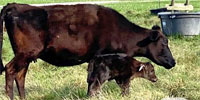 5 Reg. Wagyu Cows w/ 2+ Calves... Southwest LA