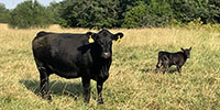 35 Angus & BWF Pairs... SW Missouri