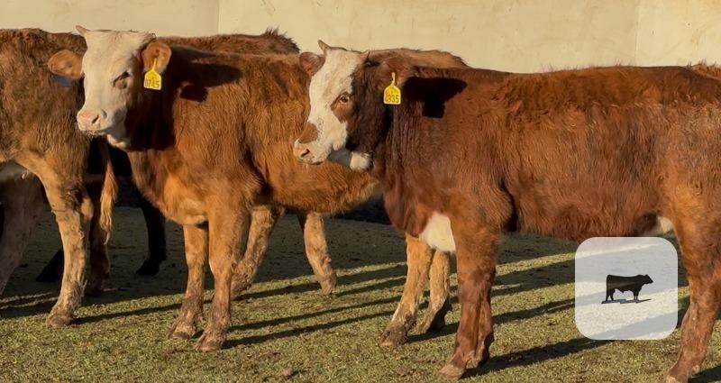 Cattle Range Listing Photo