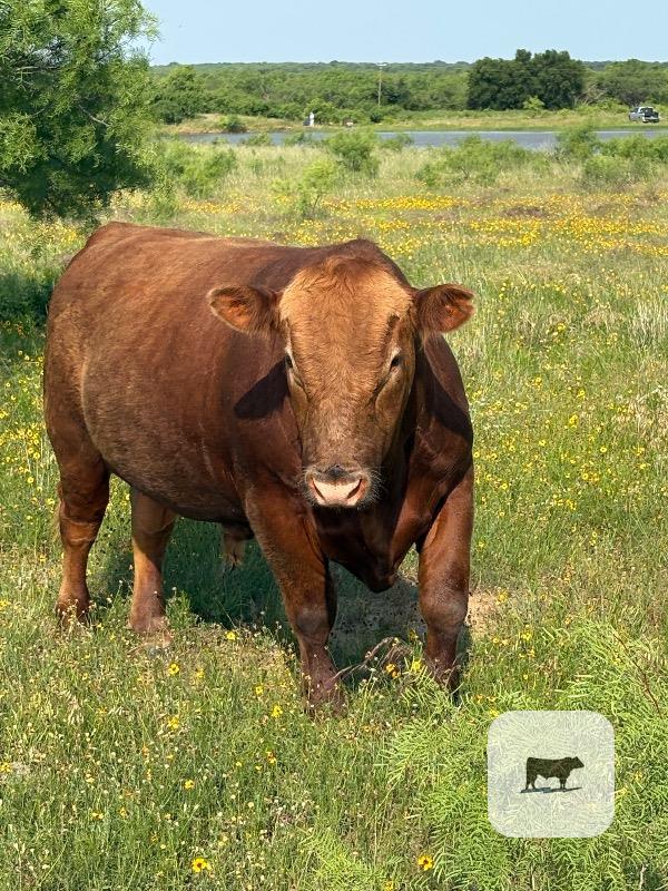 Cattle Range Listing Photo