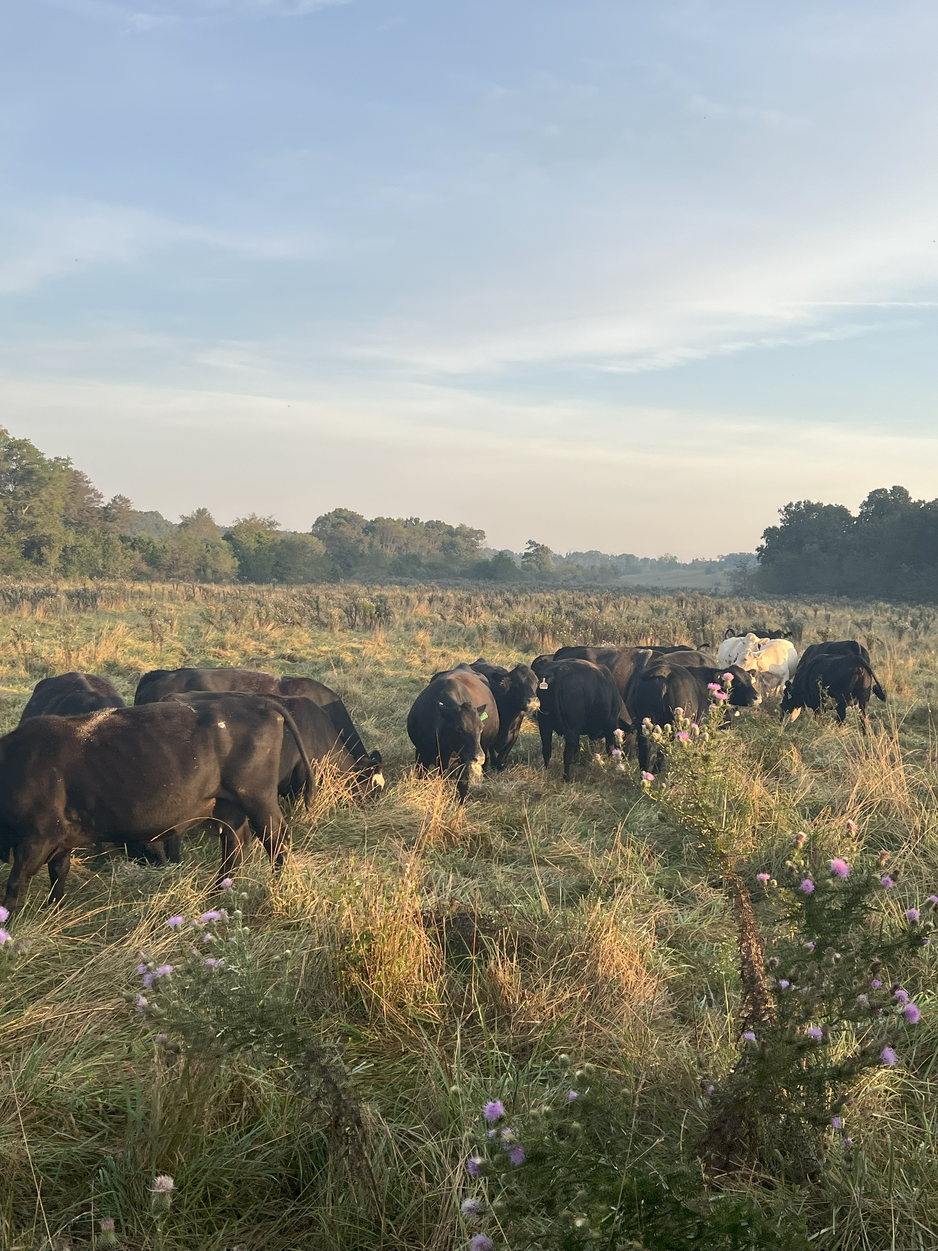 Cattle Range Listing Photo
