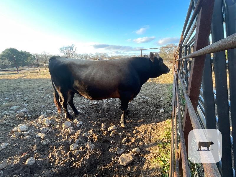 Cattle Range Listing Photo