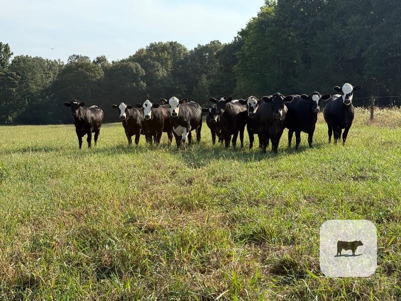 Cattle Range Listing Photo