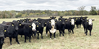 40 Angus & BWF Cows... Southwest MO