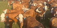 125	F1 Braford/Tigerstripe Bred Heifers... Southeast TX