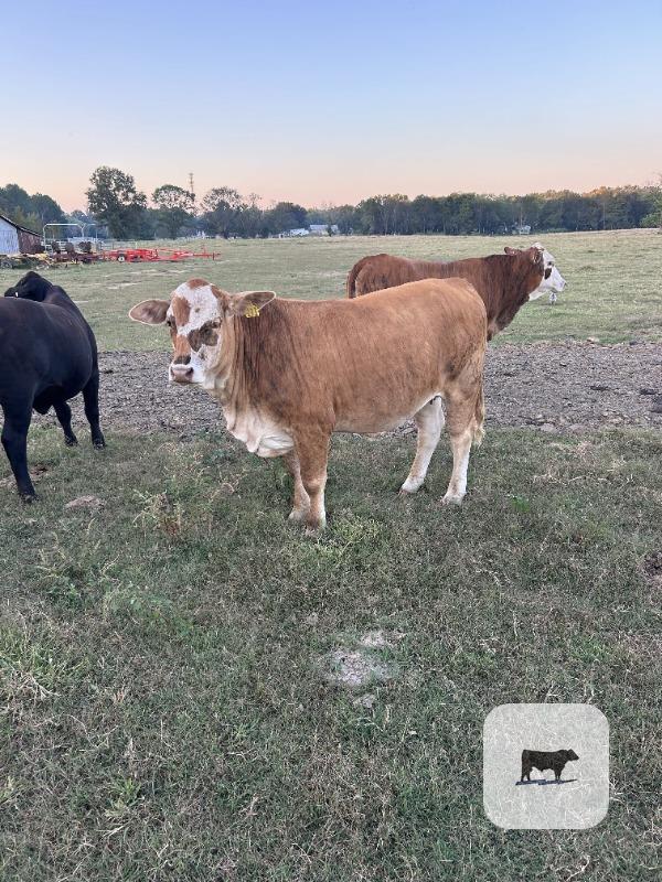 Cattle Range Listing Photo 5