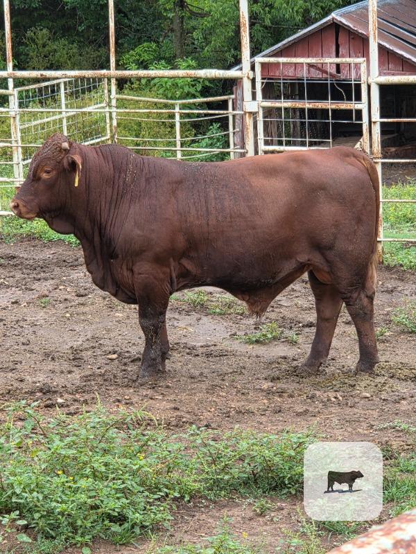 Cattle Range Listing Photo