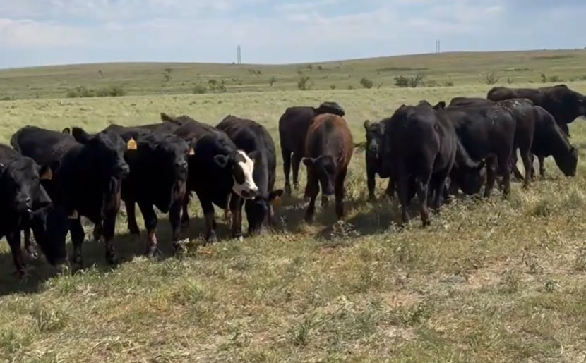 Cattle Range Listing Photo