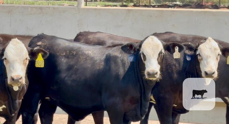 Cattle Range Listing Photo