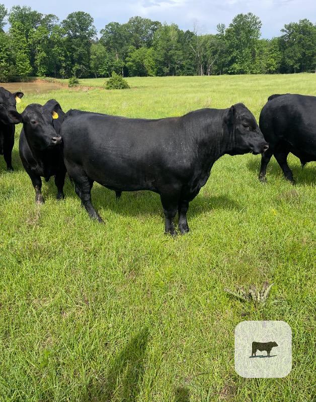 Cattle Range Listing Photo