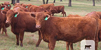 70 Red Angus Rep. Heifers... Central TX