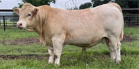 1 Reg. Charolais Bull... N. Central TX
