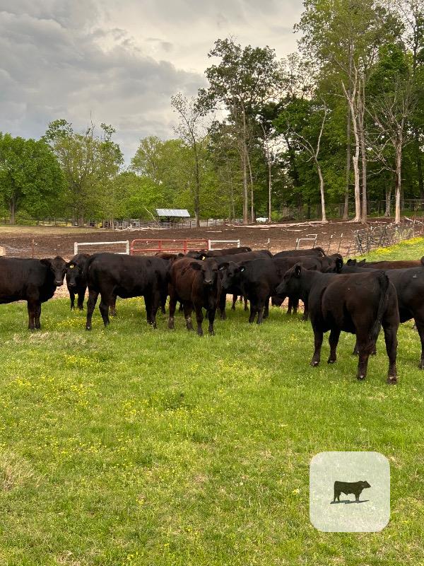 Cattle Range Listing Photo