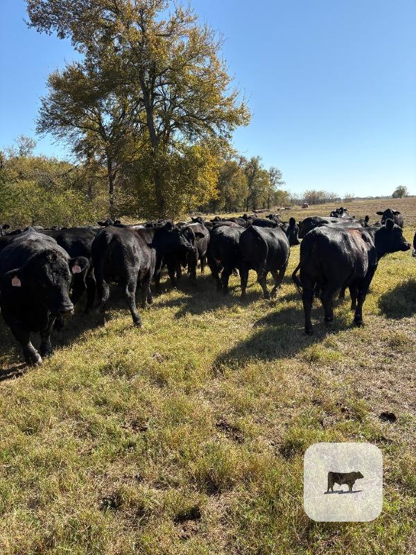 Cattle Range Listing Photo