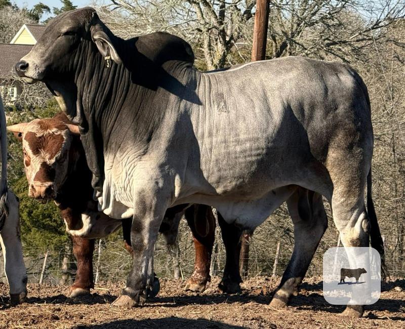 Cattle Range Listing Photo