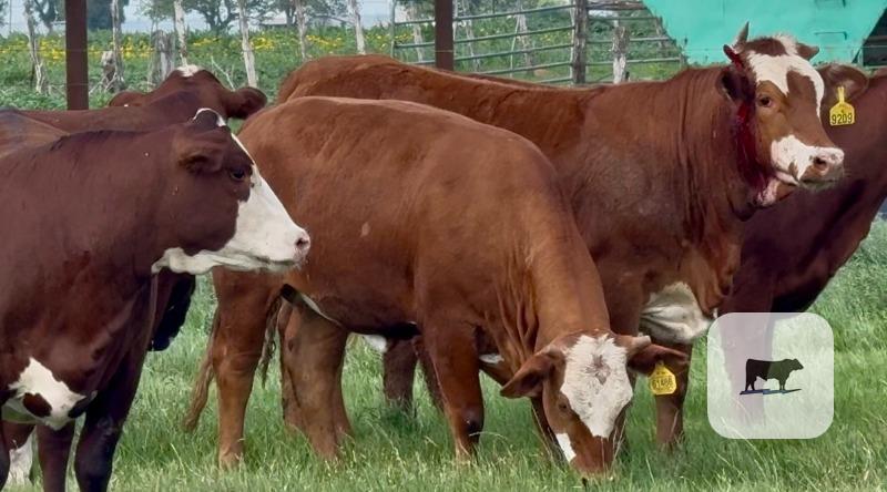 Cattle Range Listing Photo