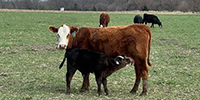 50 Angus & Red Angus 1st-Calf Pairs... Southeast NE