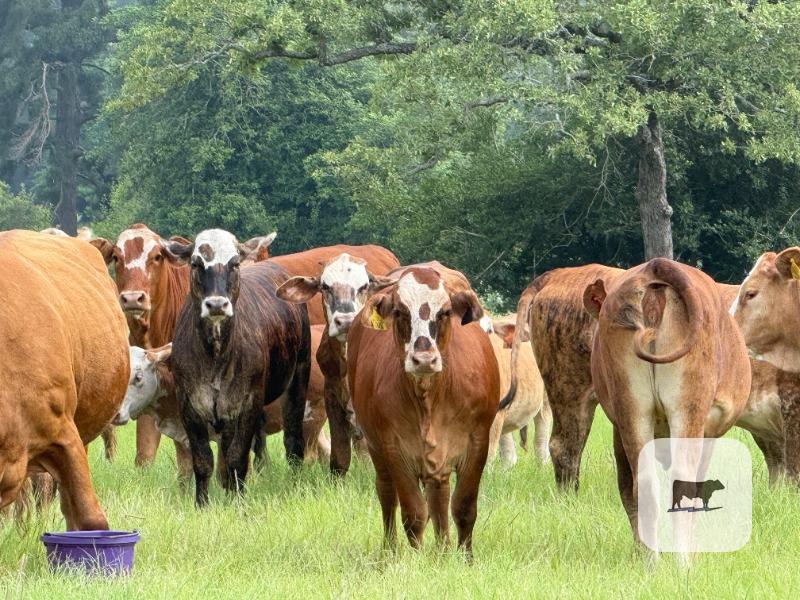 Cattle Range Listing Photo
