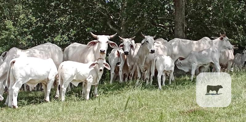 Cattle Range Listing Photo