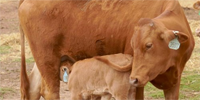 1 Reg. Fullblood Red Wagyu 1st-Calf Pair... Southwest OK (1)