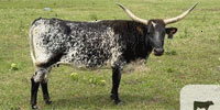 25 Longhorn & Crossbred Cows w/ 5+ Calves... Northeast OK